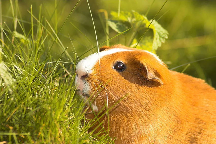 imagen de un cobayo comiendo pasto
